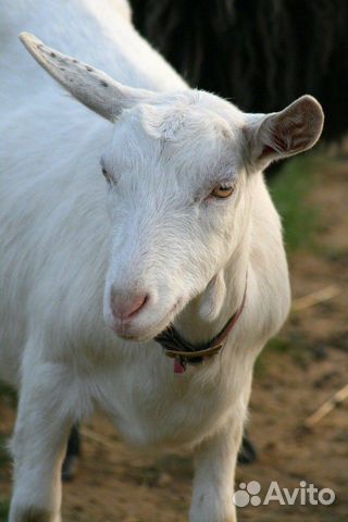 Продам безрогую козу купить на Зозу.ру - фотография № 1