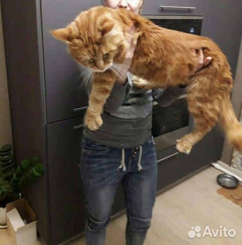 Котята Мейн Куны купить на Зозу.ру - фотография № 8