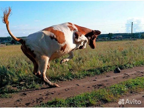 Продаём корову купить на Зозу.ру - фотография № 1