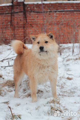 Купить Собаку В Рязани В Питомнике