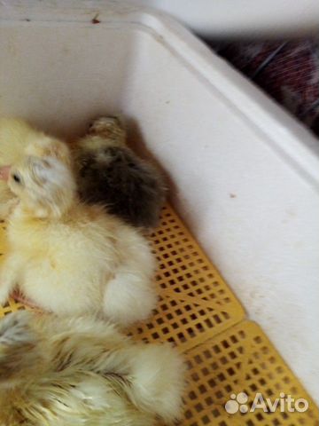 Щенки бшо длинношерстные. Контактный зоопарк гурьевск. Алтай пятнистые олени. Морская свинка лункария. Учет диких животных.