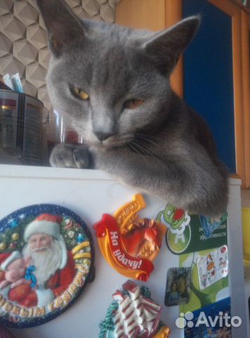 Кошечка ищет кота купить на Зозу.ру - фотография № 1