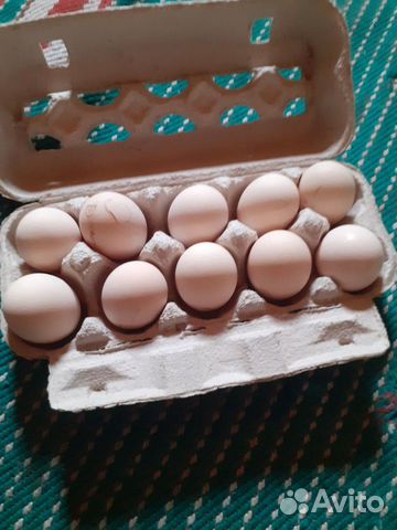 Яйца павловскии купить на Зозу.ру - фотография № 2