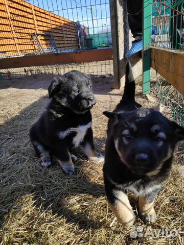 Отдадим двух щенков купить на Зозу.ру - фотография № 1