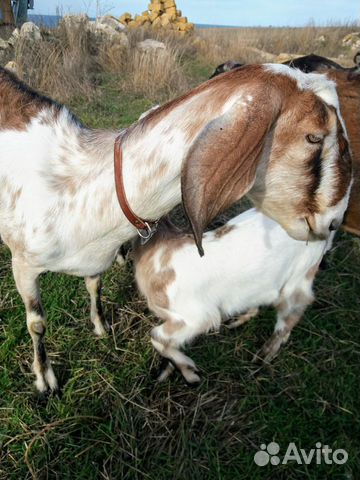 Нубийские козы купить на Зозу.ру - фотография № 8