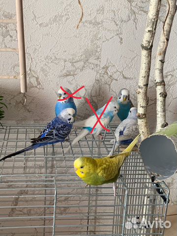 Волнистые попугаи 2 состоявшиеся пары купить на Зозу.ру - фотография № 1
