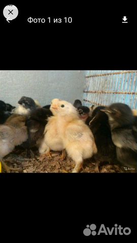 Цыплят купить на Зозу.ру - фотография № 1