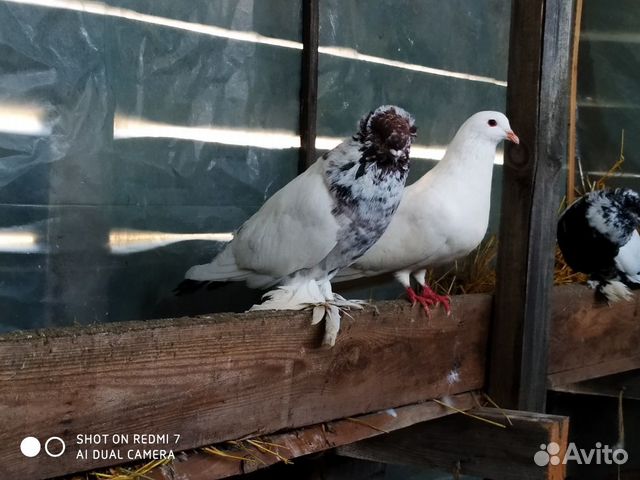 Мясные голуби купить на Зозу.ру - фотография № 2