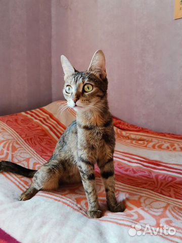 Кошка Хлоя в добрые руки купить на Зозу.ру - фотография № 1