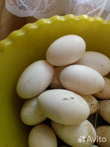 Инкубационное гусиное яйцо Линда и индоутиное тоже купить на Зозу.ру - фотография № 2