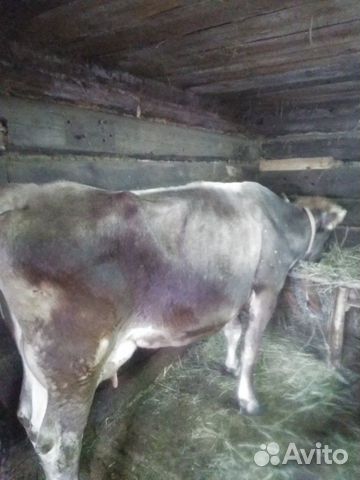 Корова купить на Зозу.ру - фотография № 5