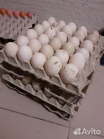 Утиные яйца для инкубатора купить на Зозу.ру - фотография № 1