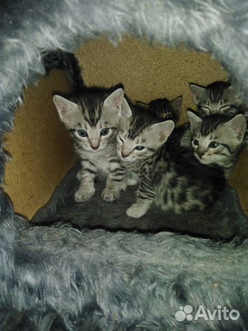 Котики от бенгальской кошки купить на Зозу.ру - фотография № 1