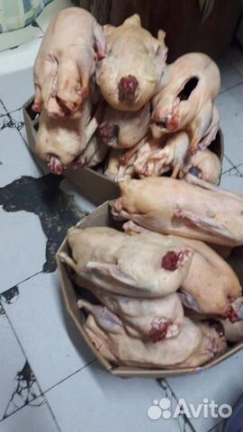 Свежее мясо