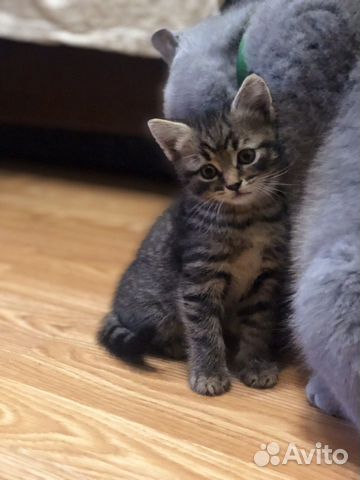 Kittens