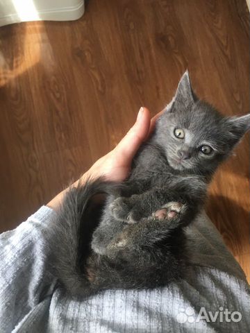 Кошка