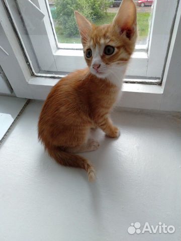 Люкс, 2мес Люкс, 2мес