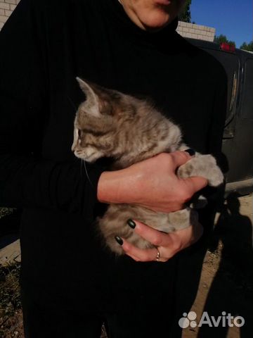 Помогите пожалуйста найти котёнку дом купить на Зозу.ру - фотография № 4