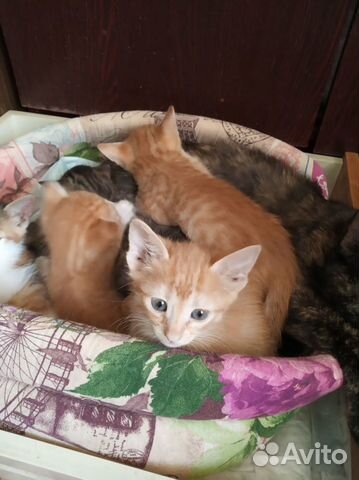 Котята ищут дом