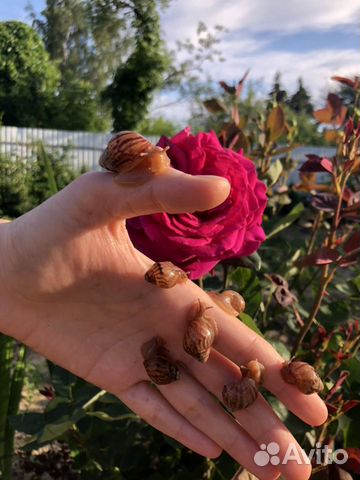 Улитки Ахатины