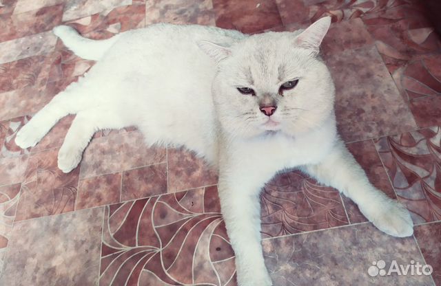 Кот Британец Кот Британец
