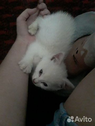 Котик в добрые руки