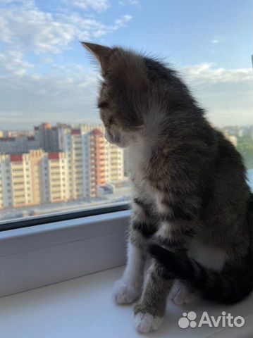 Котёнок
