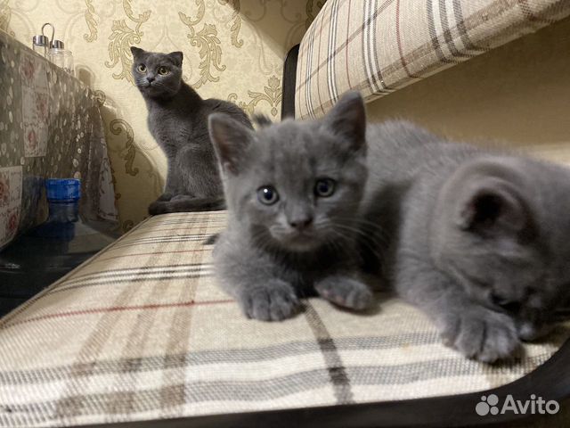 Шотландские котята Шотландские котята