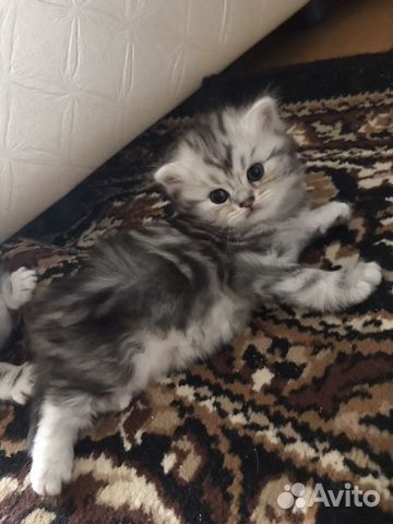 Шотландские котята Шотландские котята
