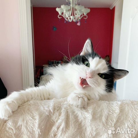 Кот Кот