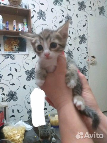 Кошка