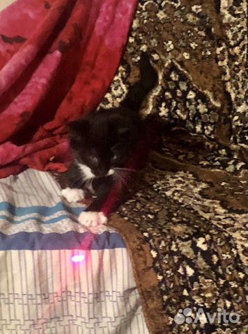 Котята в добрые руки Котята в добрые руки