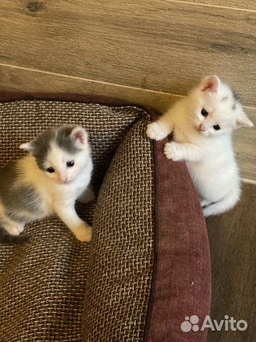 Котята метисы