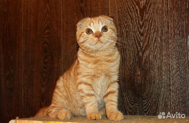 Кот Карасик 4 мес
