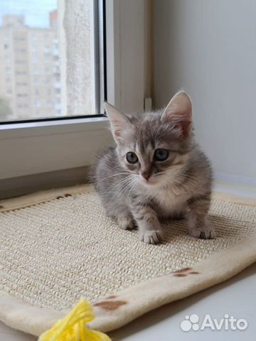 Котенок в добрые руки Котенок в добрые руки