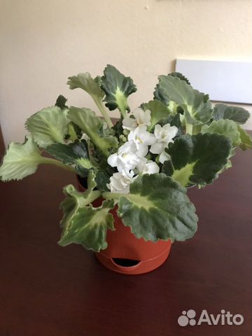 Фиалка в горшке