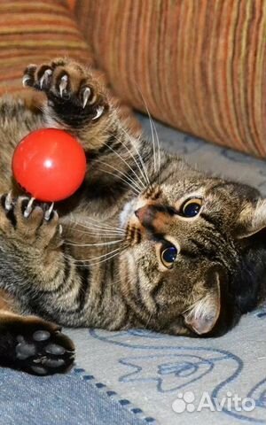 Передержка животных