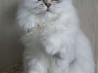 Кошка персидская, тип классика объявление продам