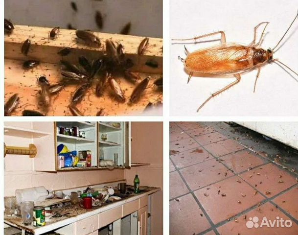 Уничтожение клопов тараканов кротов клещей комаров