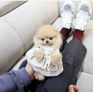 Померанский шпиц с доставкой на дом