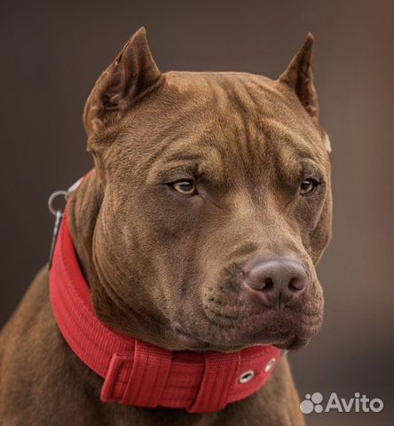 Питбуль вязка