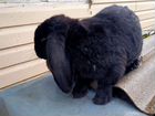 Кролик породы французский Баран объявление продам