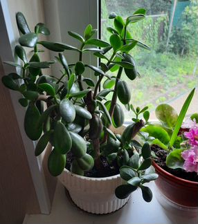 Толстянка - Денежное дерево