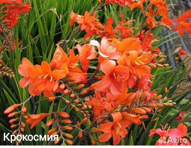 Лаконос, крокосмия и др