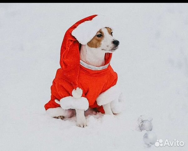 Зимний комбинезон для собак