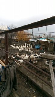 Куры,Цыплята,Гуси,Индюшки,Индоутки