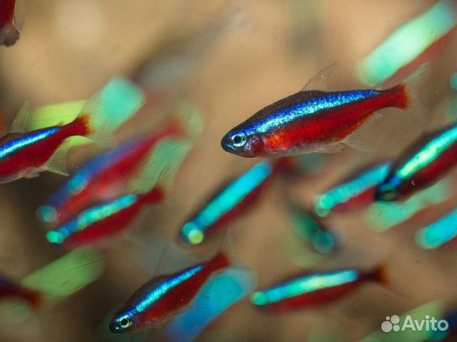 Неон красный, голубой - аквариумная рыбка доставка
