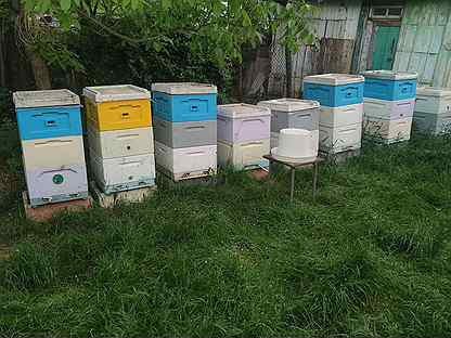 Пчелопакеты, семьи, ульи