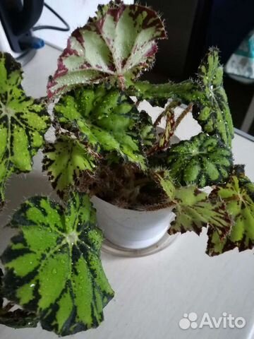 Бегонии разные