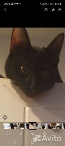 Кошки в добрые руки